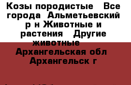 Козы породистые - Все города, Альметьевский р-н Животные и растения » Другие животные   . Архангельская обл.,Архангельск г.